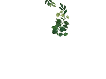 leaves texture (ID:ffacg72751)