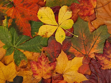 leaves 3d model