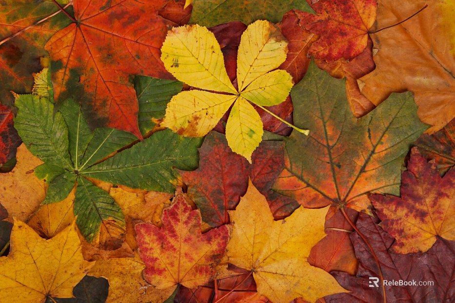 leaves texture
