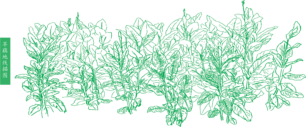 Plant painting texture