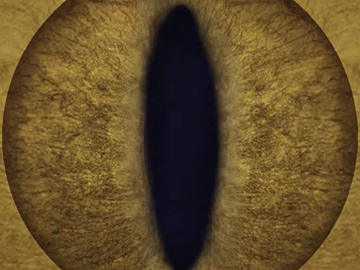 Tawny Animal Pupil Eye Pattern Map texture (ID:ffaeh777596)