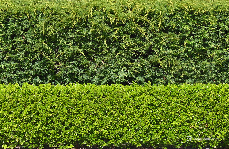 Shrubs texture