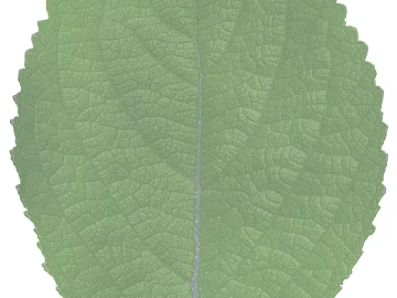 leaves texture (ID:ffaag71239)