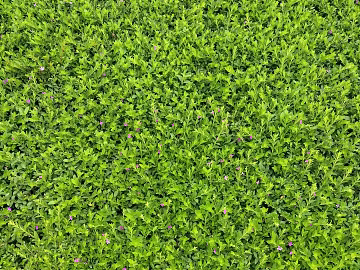 Plants texture (ID:ffagg04262)