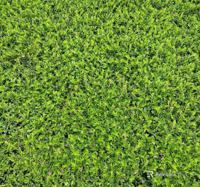 Plants texture