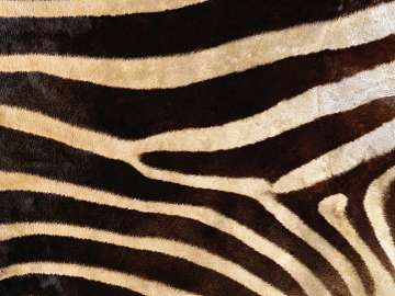 Animal Blanket texture (ID:ffajf0001)