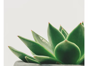 Plant painting texture (ID:ffaeg45820)