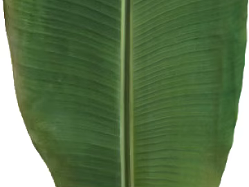 leaves texture (ID:ffabg00589)