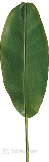 leaves texture
