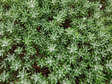 plant pattern texture (ID:ffagg37603)