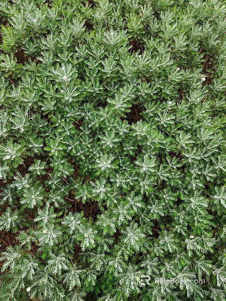 plant pattern texture