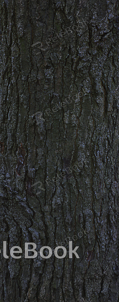 A close-up of weathered, rough tree bark, with deep fissures and uneven texture, showcasing nature's intricate patterns and resilience over time.