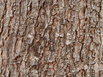 bark texture (ID:ffacg05583)