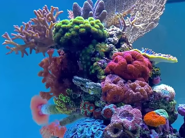 Fish tank texture (ID:ffach931974)