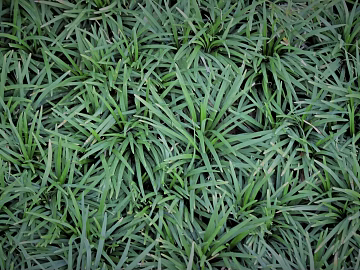 Plants texture (ID:ffabg76880)