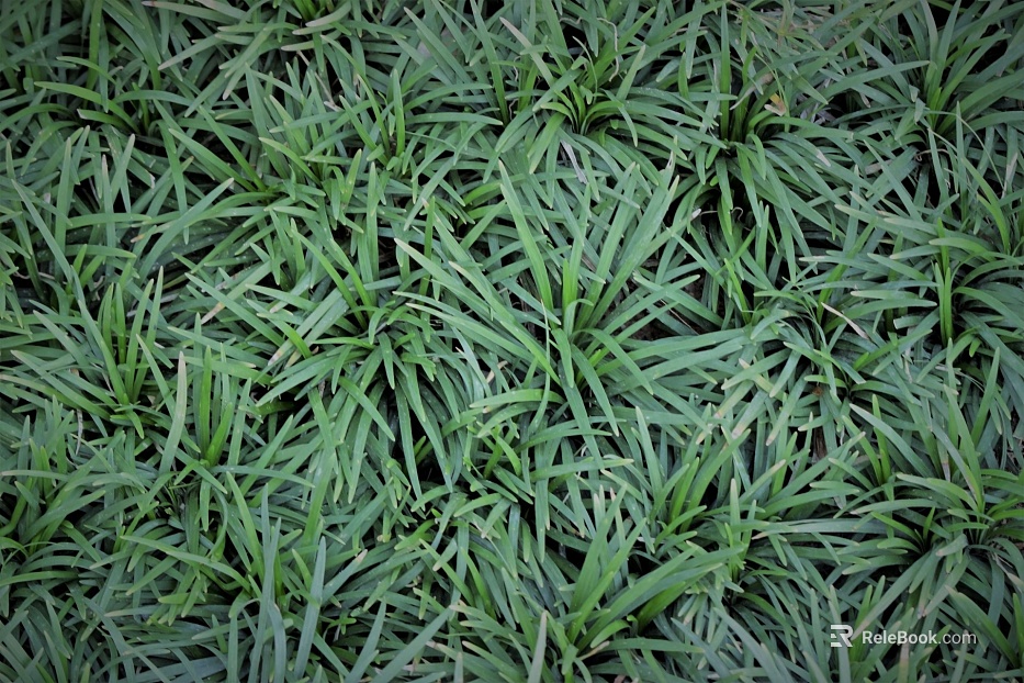 Plants texture