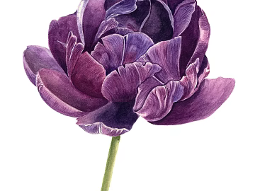 Plant Painting Hanging Painting Flower Decorative Painting texture (ID:ffach179220)