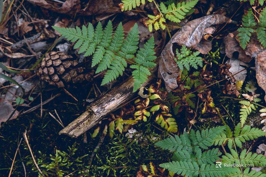 leaves texture