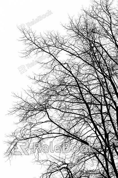 black and white tree shadow texture