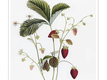 Plant painting texture (ID:ffacg09419)