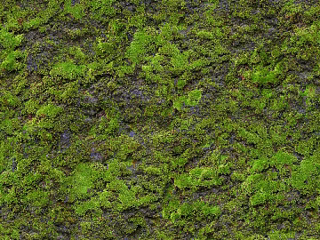 moss moss texture (ID:ffach849265)