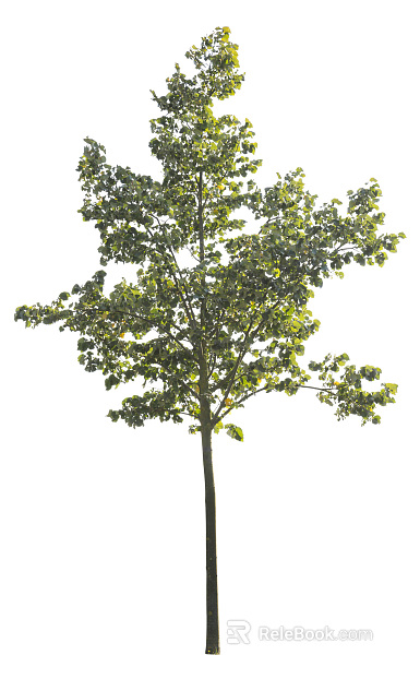 Trees Autumn Trees Big Trees Small Trees Commercial Trees Roadside Trees Community Greening texture