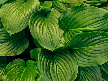 leaves texture (ID:ffaeg38458)