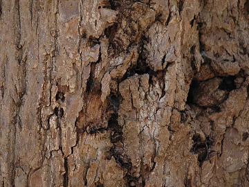 bark texture (ID:ffagg87981)