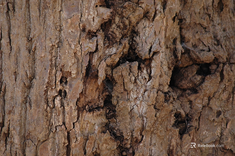 bark texture