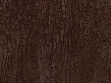 bark texture (ID:ffacg86202)
