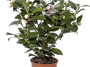 Plants texture (ID:ffaef3016)