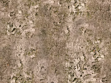 bark texture (ID:ffadf4994)