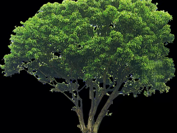 Tree texture (ID:ffaag80786)