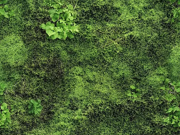 moss texture (ID:ffach619581)