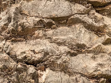 bark texture (ID:ffabg95843)