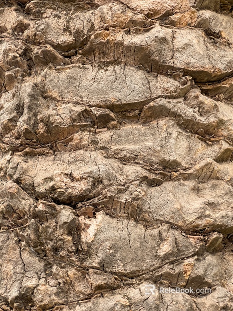 bark texture