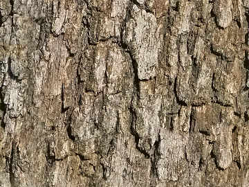 bark texture (ID:ffaeh834227)