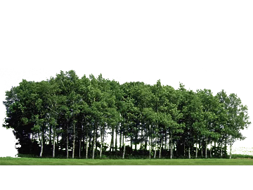 Green Arbor Forest Outdoor Landscape texture (ID:ffaeh265279)