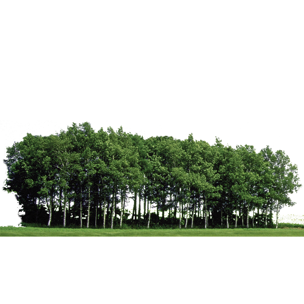 Green Arbor Forest Outdoor Landscape texture