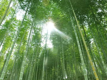 Bamboo Forest texture (ID:ffaeg87022)