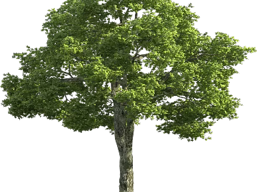 Plants texture (ID:ffabg65022)