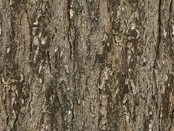 ancient tree bark texture (ID:ffhee250)