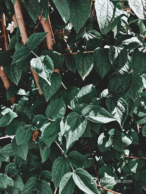 Plants texture