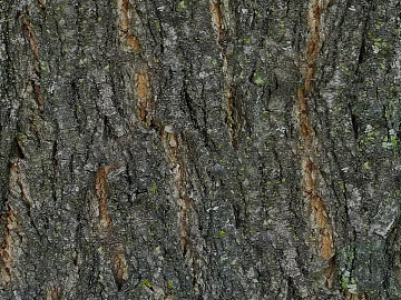 bark texture (ID:ffabf4854)