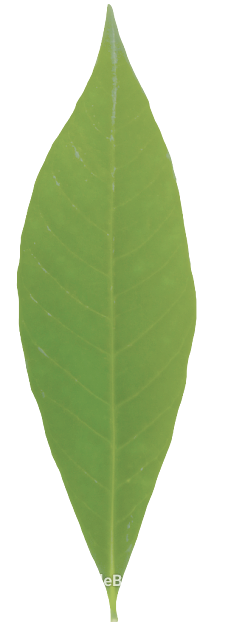 leaves texture