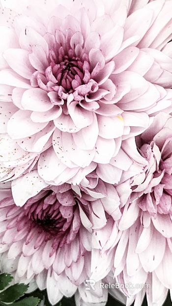 Flowers texture