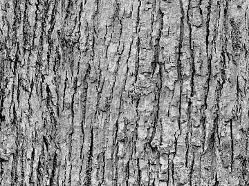 bark texture (ID:ffaag53259)