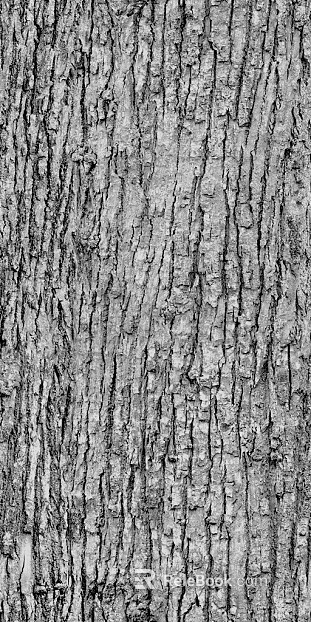 bark texture
