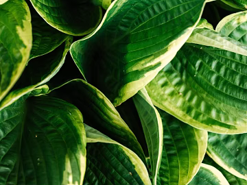 plant pattern texture (ID:ffagg52818)