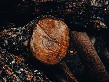 Trunk texture (ID:ffagg64415)